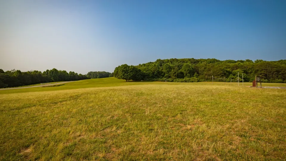Sunny field with green grass, surrounded by dense forest under a clear blue sky.