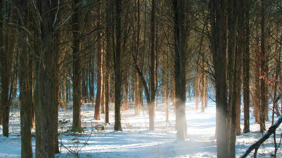 Sunlit snowy forest with scattered trees and blue sky.