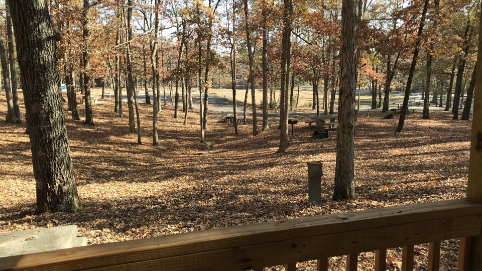 View of woods from the cabin porch