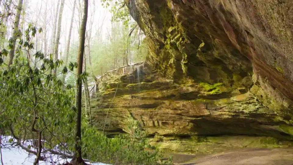 Rocky overhang with green moss; snowy forest backdrop.