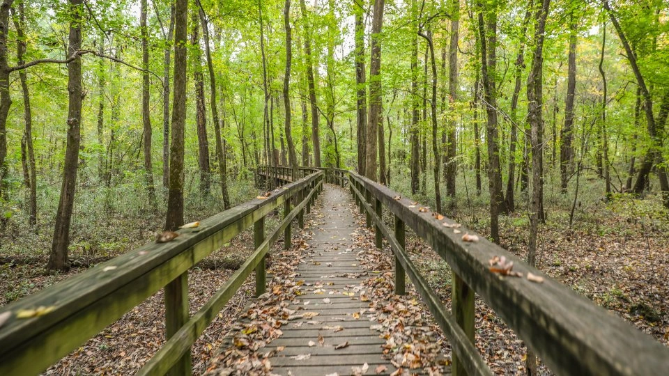 Wooden boardwalk through lush green forest with fallen leaves.