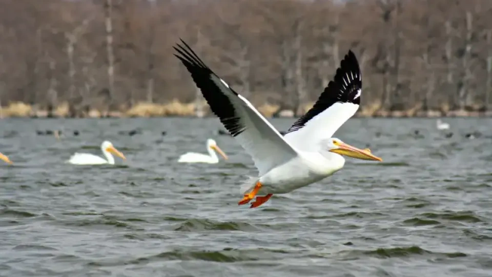 Pelican flying low over a lake, with trees in the background.