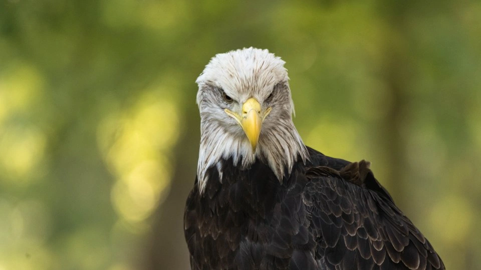 Bald eagle with piercing eyes against a blurred green background.