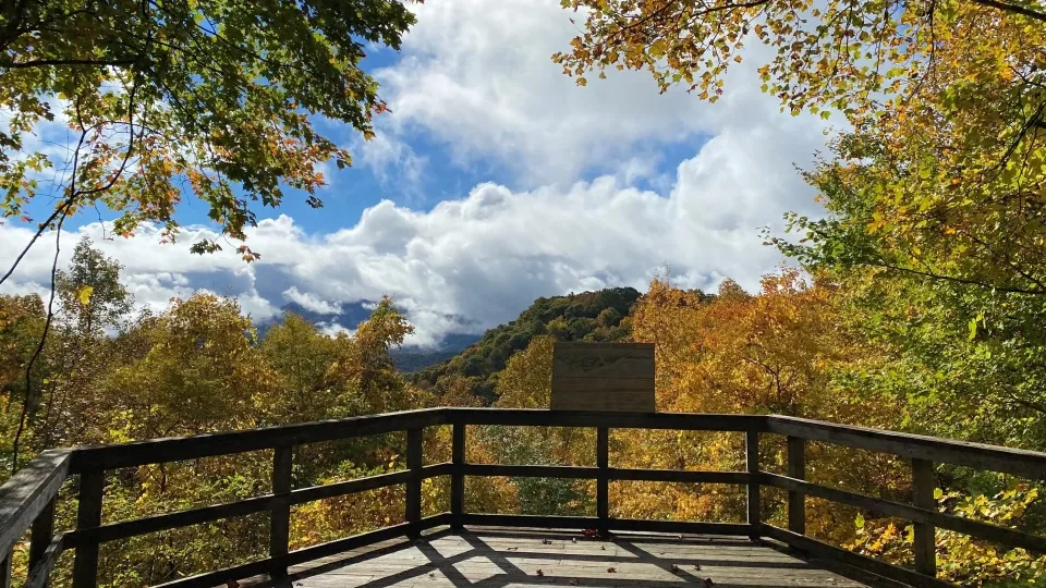 Fall view from Chestnut Ridge overlook with colorful foliage covering the mountains.
