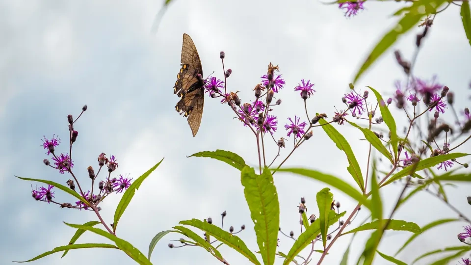 Butterfly on purple wildflowers against a cloudy sky.