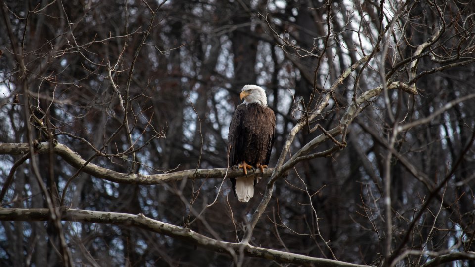 bald eagle resting on a branch in the treetops in the winter
