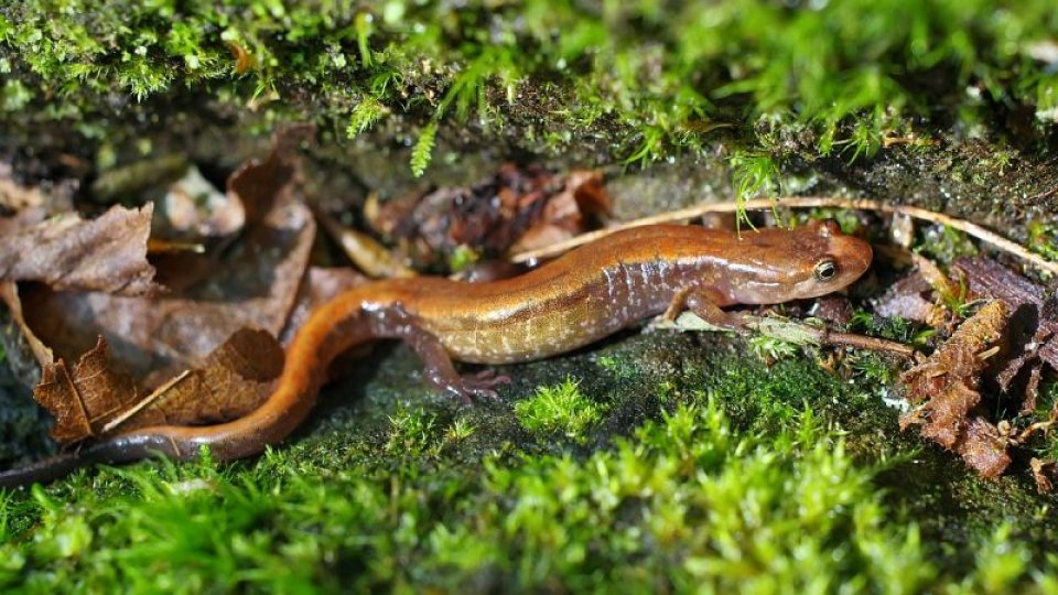 orange and brown salamander laying inbetween mossy rocks 