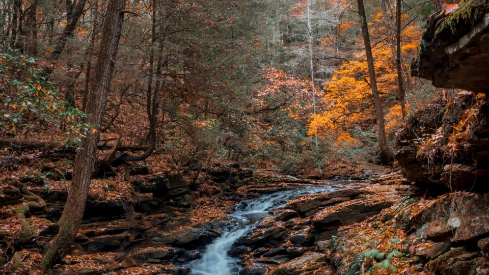 Forest waterfall with autumn leaves and orange foliage.