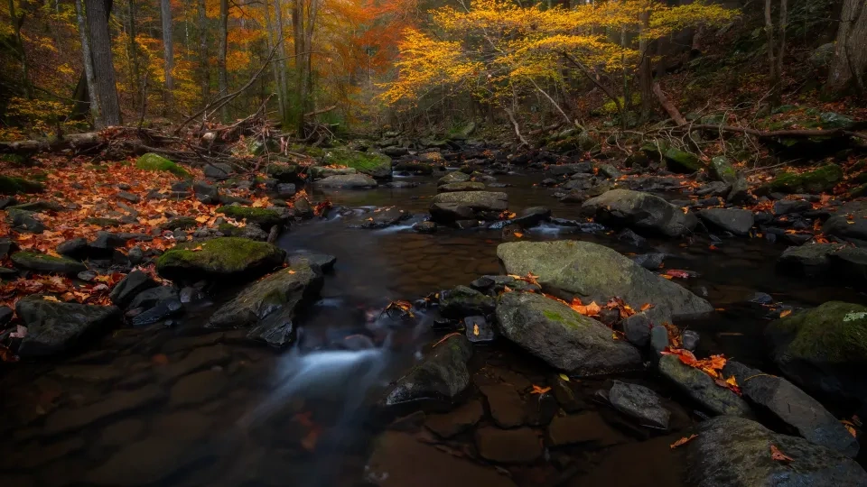 Autumn forest stream with colorful leaves and rocks.