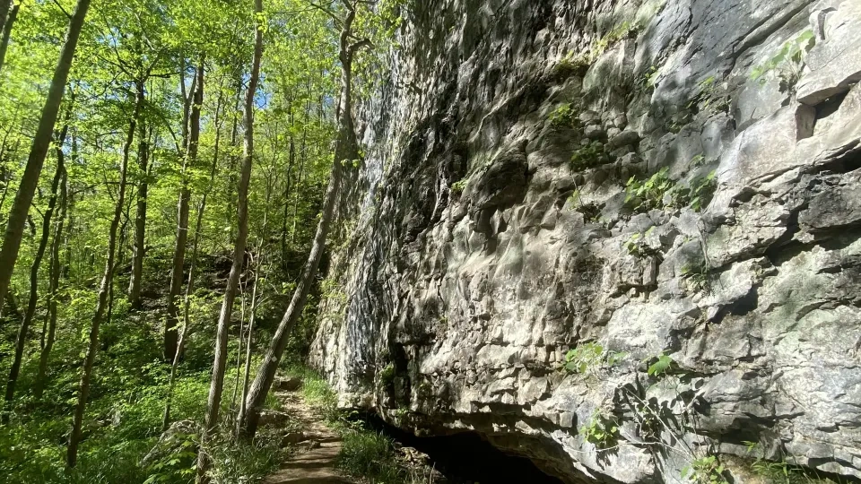 Dog walking on a trail beside a rocky cliff in a sunlit forest.