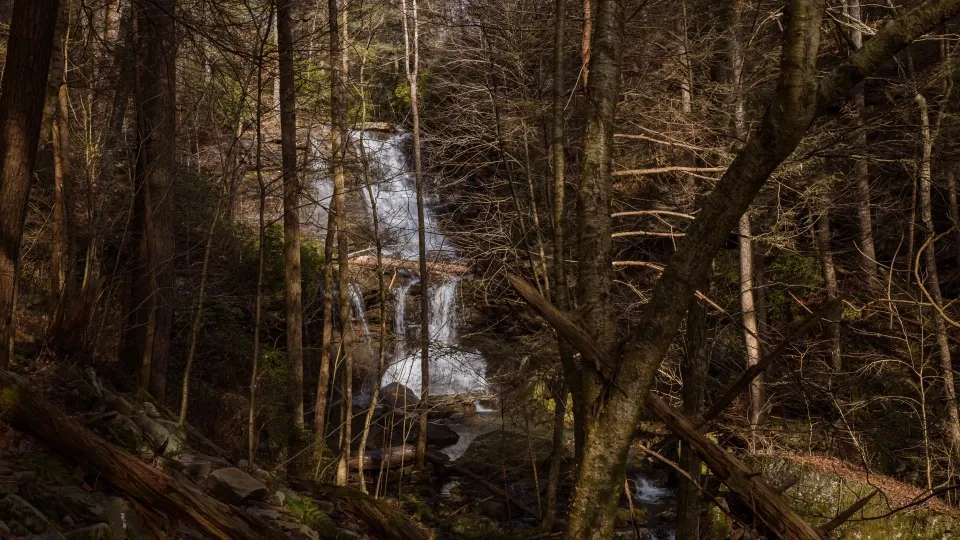 Waterfall cascading through a dense forest with tall, bare trees.