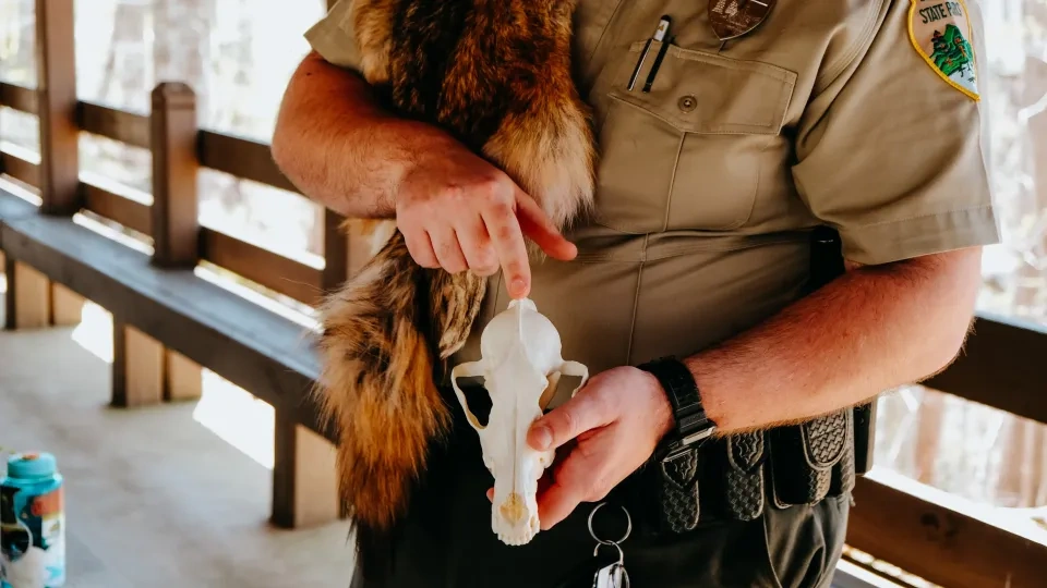 Park ranger in uniform holding and pointing to an animal skull, with a fur pelt draped over their shoulder.