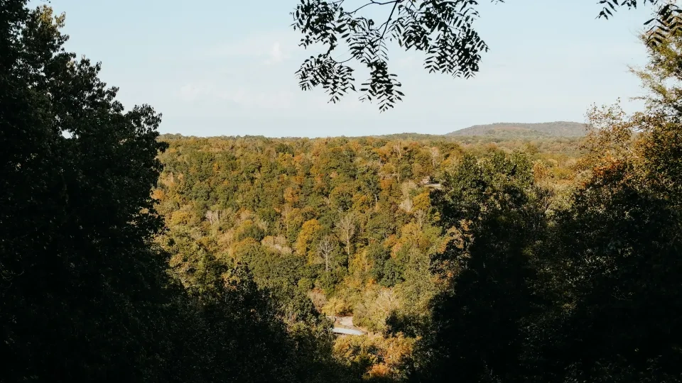 A scenic view of a densely forested landscape with a mountain in the background, framed by overhanging tree branches.