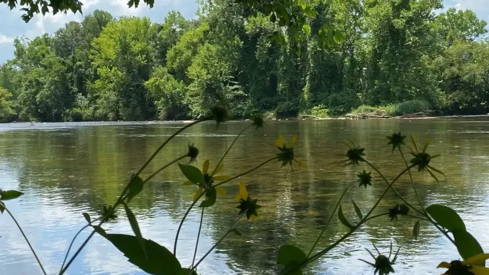 Calm river scene with lush green trees reflecting in the water, framed by delicate yellow wildflowers and leafy branches under a partly cloudy sky.