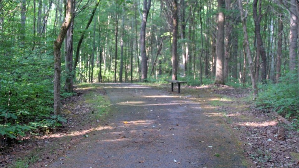 A sunlit forest path surrounded by dense, green trees. The peaceful scene has dappled sunlight and a wooden bench beside the trail.
