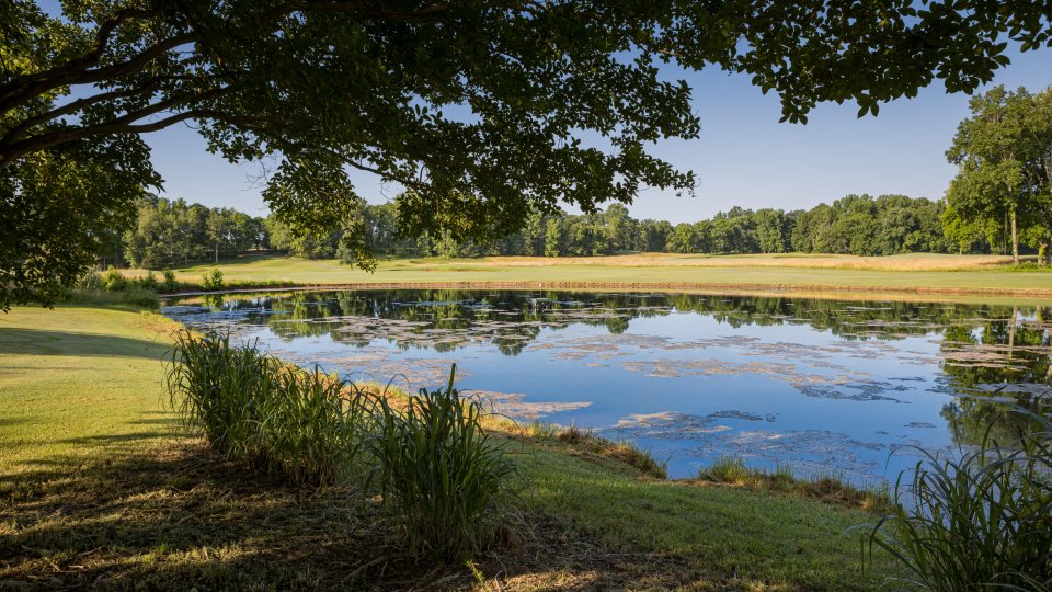 A serene pond reflecting blue sky and trees, surrounded by lush green grass and partially shaded by overhanging branches, evokes tranquility and calm.