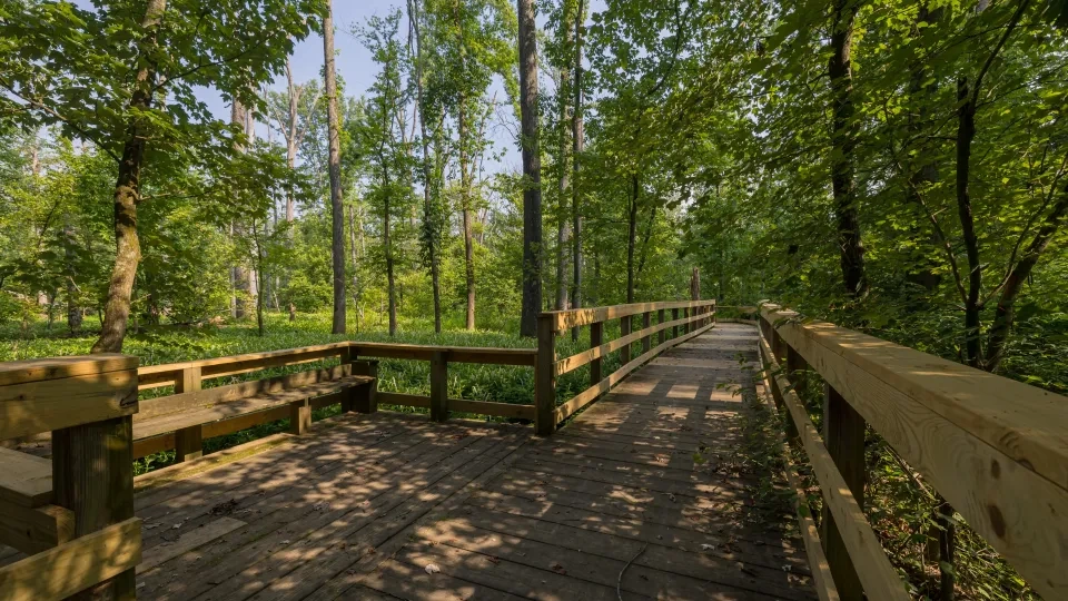 Wooden boardwalk through lush green forest.