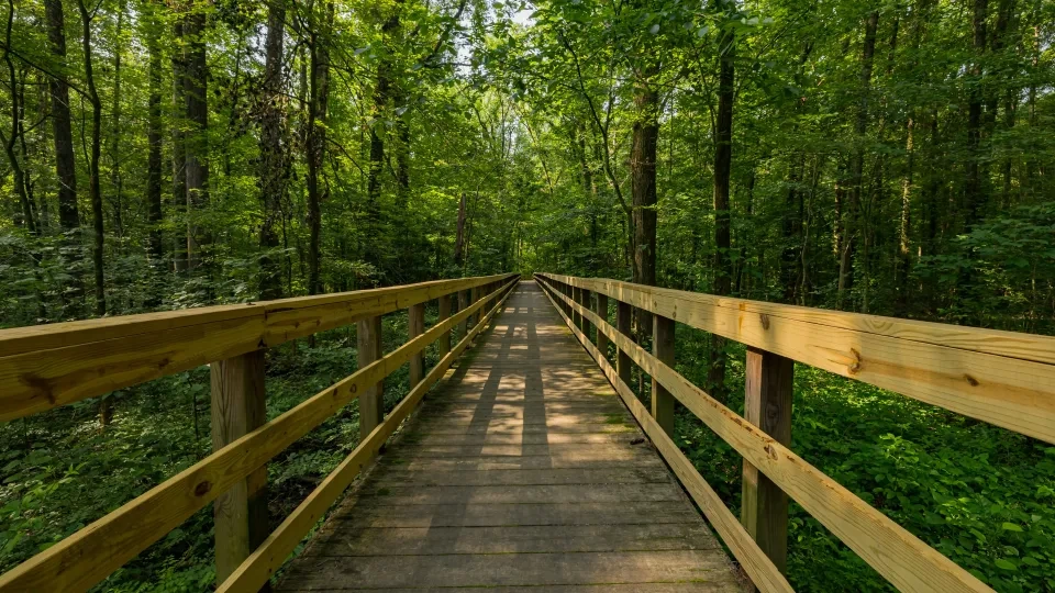 Wooden boardwalk through lush green forest.