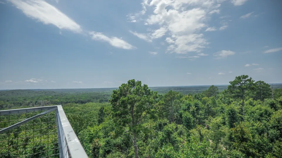 Scenic view of a dense green forest under a partly cloudy sky.