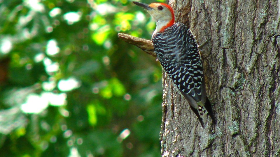 red-head woodpecker hanging from bark of a tree