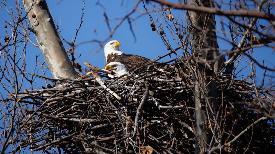 Two bald eagles in a large tree nest on a clear day.