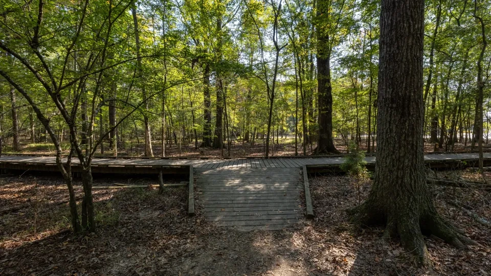 Wooden boardwalk in a sunlit forest with green foliage.