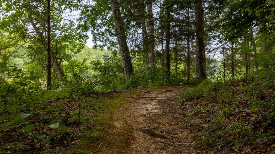 natural trail with a first path that goes to the right surrounded by trees