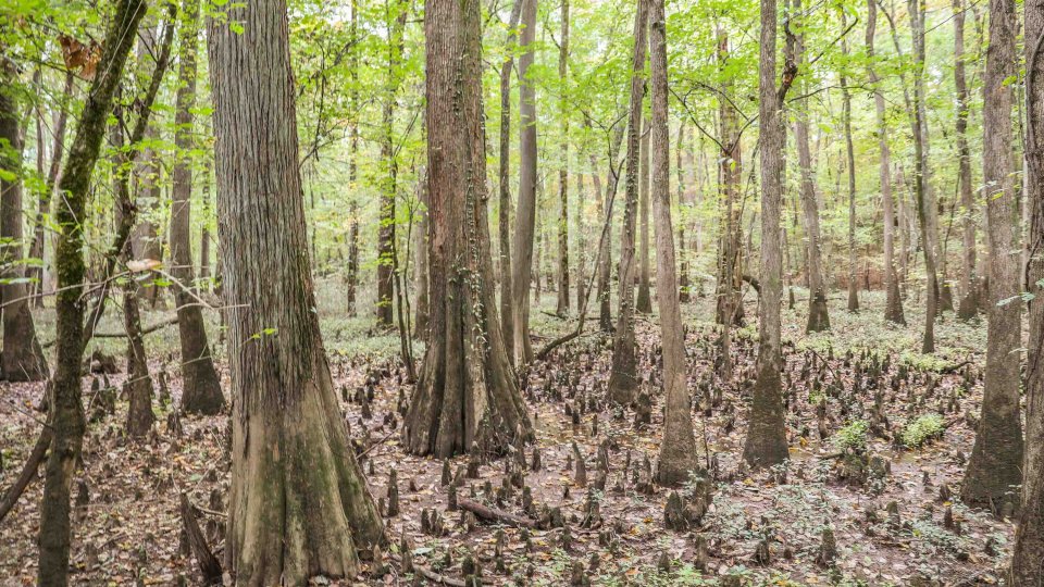 dry wet land area with trees and dirt