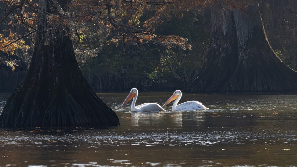 Two white pelicans glide on a tranquil lake, framed by towering cypress trees. The scene conveys serenity and natural beauty, under soft sunlight.