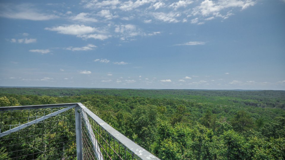 Forest view from a metal observation deck under a clear blue sky.