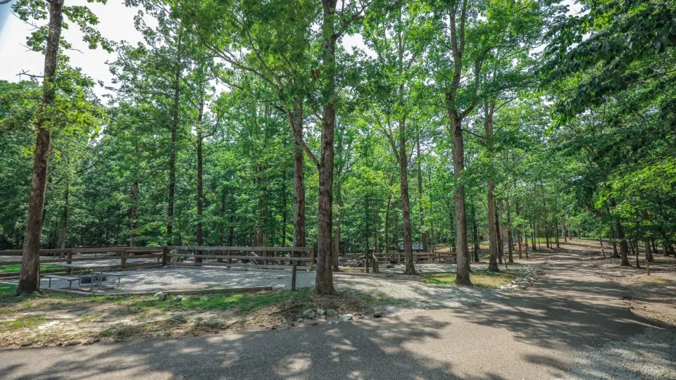 Sunny forest path with tall green trees and a wooden fence.