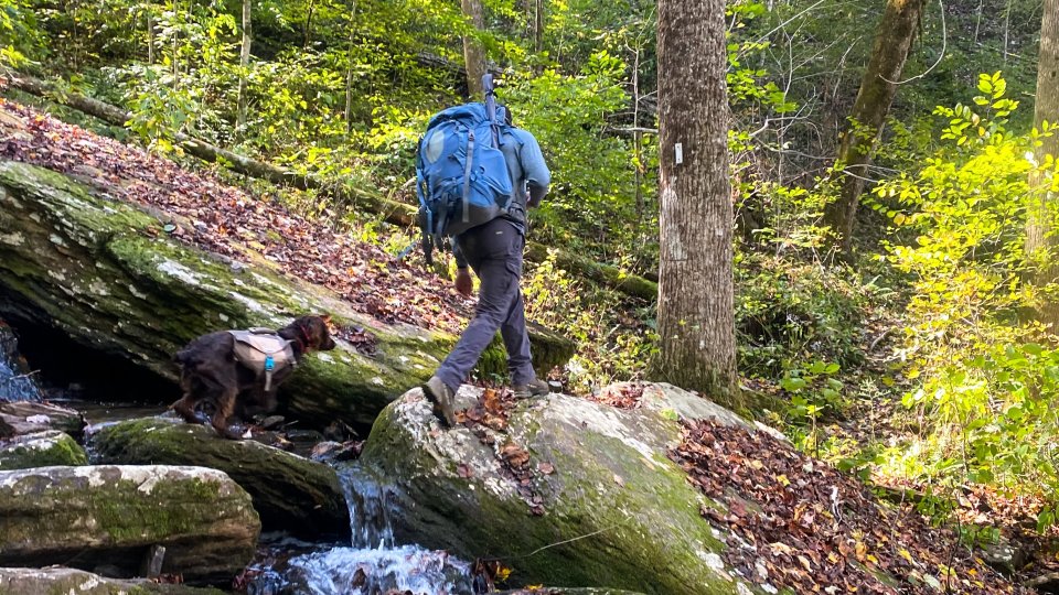 A hiker with a blue backpack and a dog traverse moss-covered rocks by a forest stream. Sunlight filters through the lush green trees, evoking tranquility.