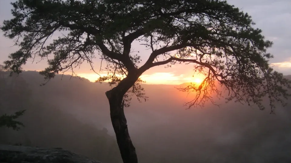 Tree silhouette against a misty sunset.
