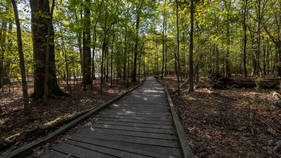 wodden pathed trail