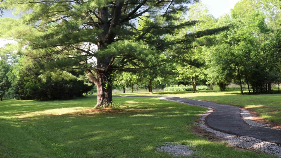 paved trail curving through the grassy area with a large tree stinging in the middle