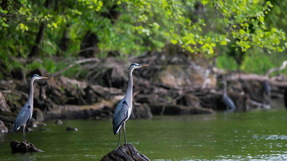 several birds standing on rocks that are above water