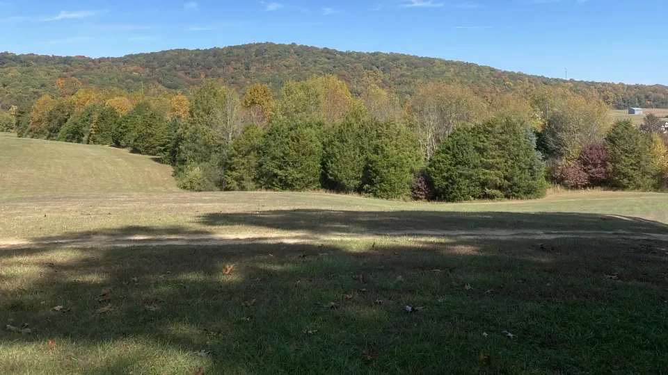 Grassy field with trees and blue sky in a rural landscape.