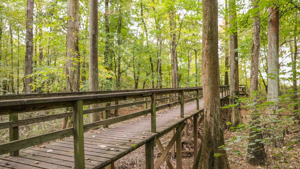 wooden bridge trail in the forest with railing