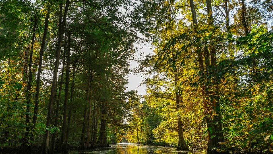A serene, sunlit forest river with tall trees on both sides. The foliage displays vibrant green and yellow tones, reflecting a tranquil autumn scene.