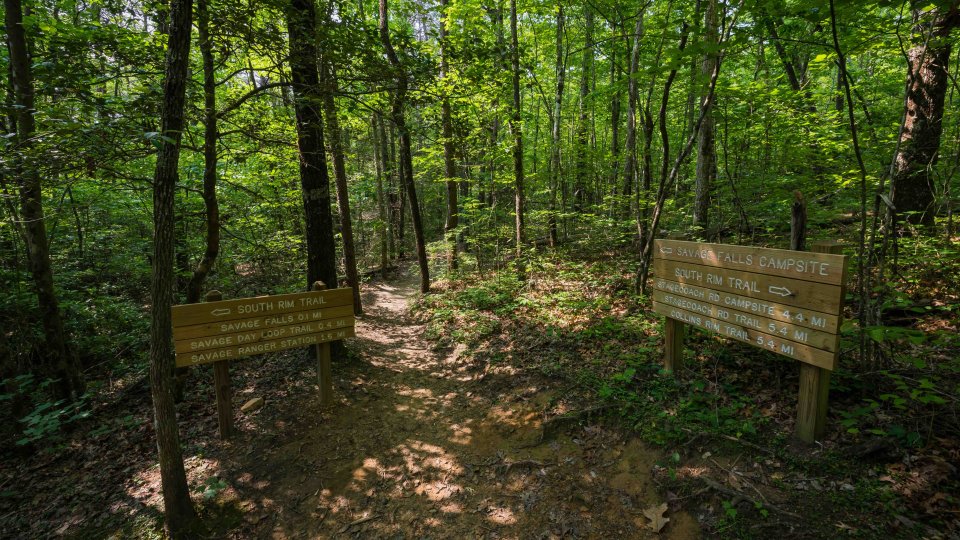 Dappled sunlight filters through lush green foliage onto a forest path. Wooden trail signs point directions, creating an inviting, serene atmosphere.