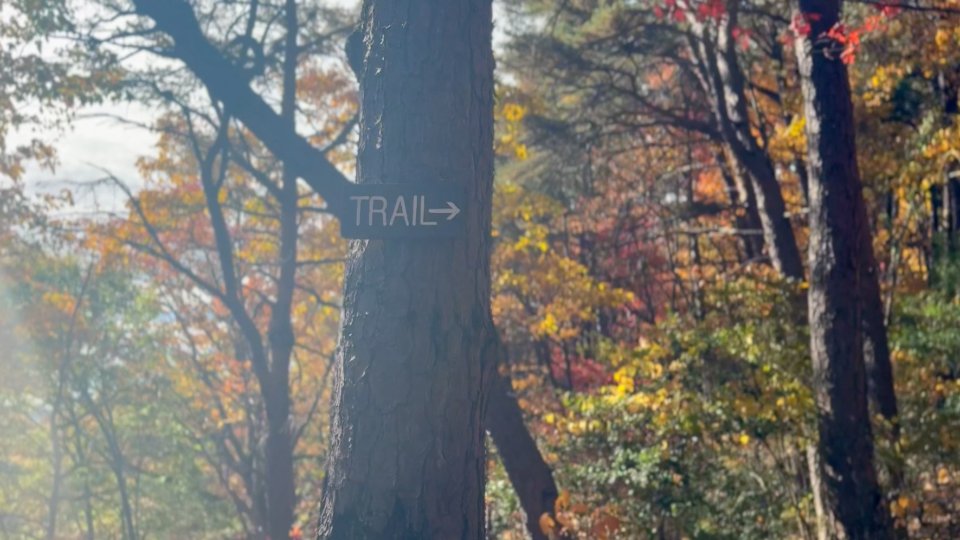A tree with a "Trail" sign pointing right, amidst a serene autumn forest with vibrant red, orange, and yellow foliage under soft sunlight.