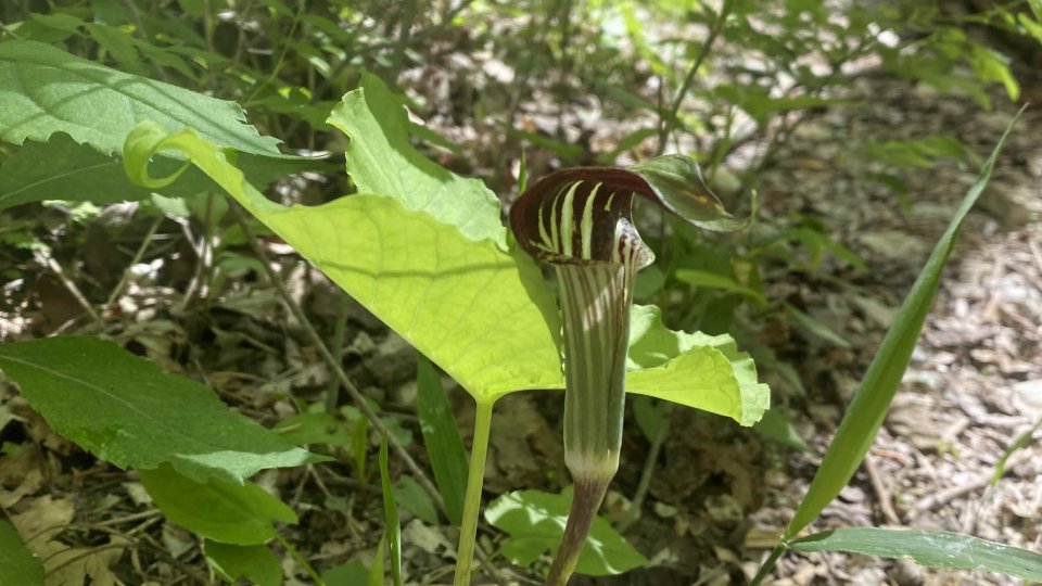 Close-up of a Jack-in-the-pulpit plant in a wooded area. The flower has a striped spathe and hood, surrounded by bright green leaves, conveying a serene, natural vibe.