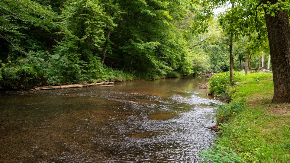Shallow river flowing through a lush green forest.