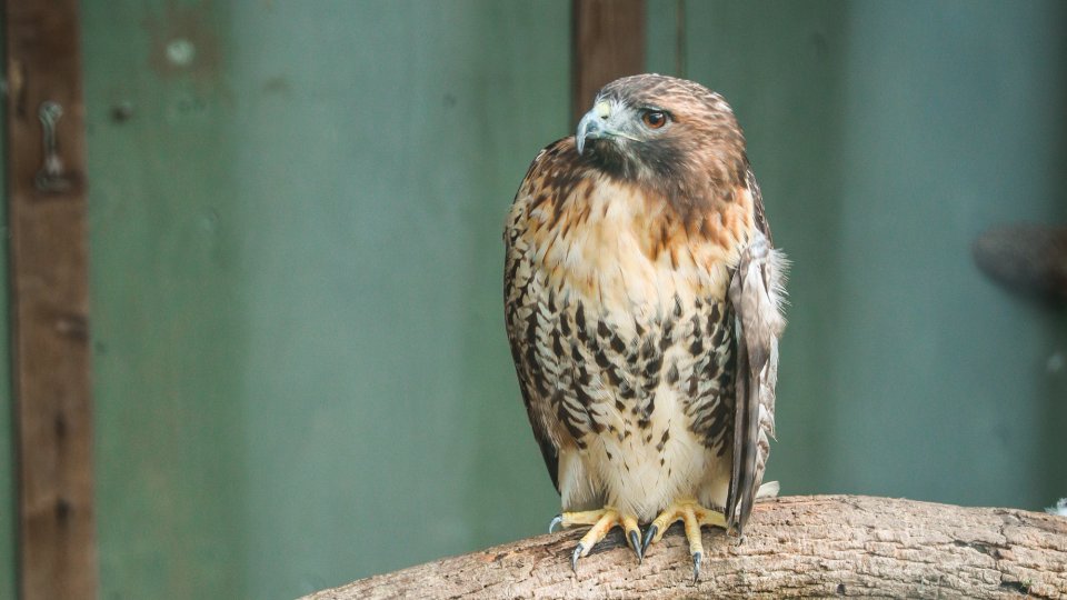 Brown hawk perched on a wooden beam, inside an enclosure with a green wall background. The bird looks alert and focused, creating a serene atmosphere.
