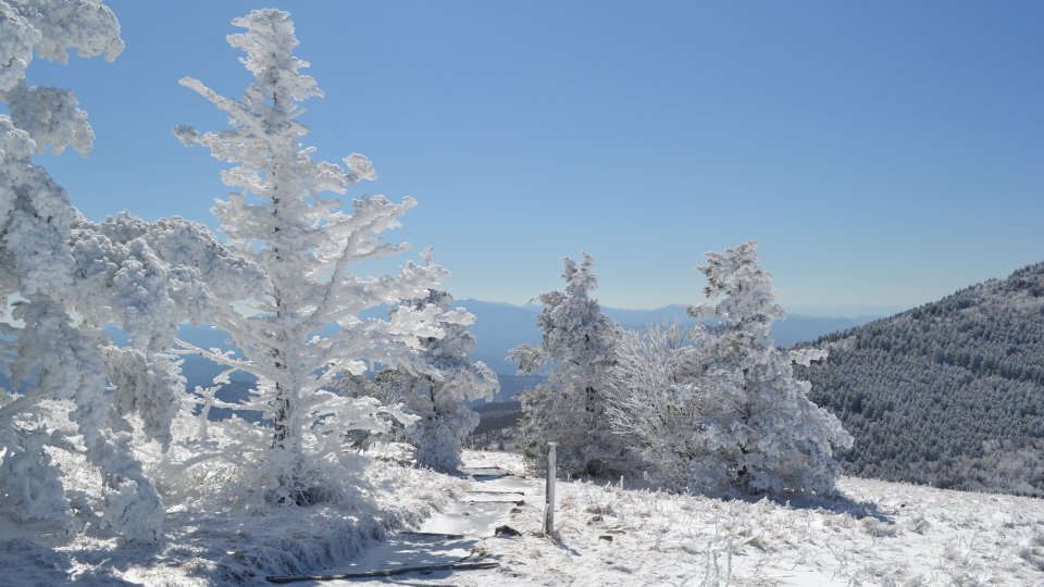 Frost-covered trees on a sunny, snow-covered mountain landscape.