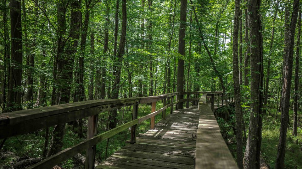 Wooden boardwalk meandering through a lush, green forest.