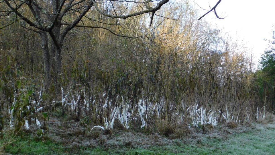 Frost-covered grass and bare trees on a cold morning.
