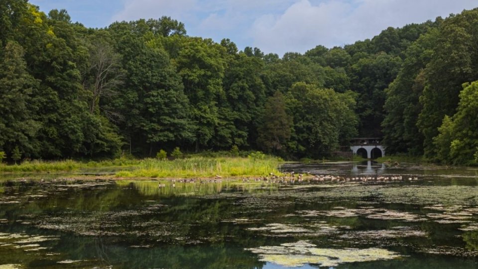 Serene pond with lily pads and a gazebo amidst lush trees.