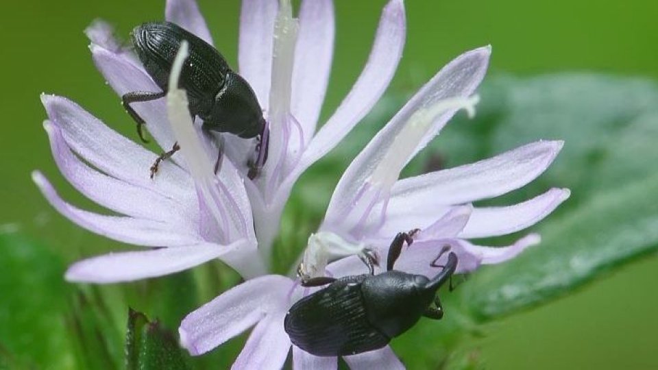Two black beetles on a light purple flower with green leaves.