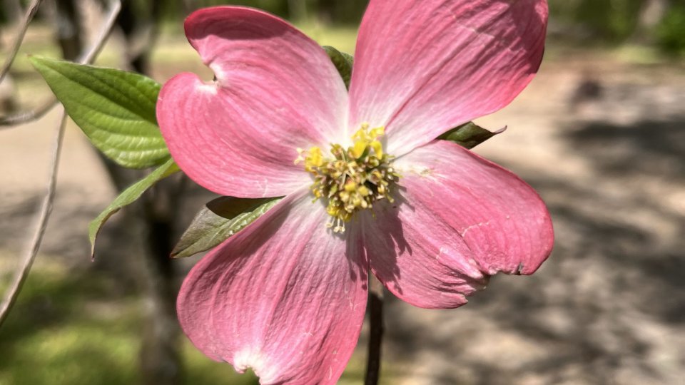 Close-up of a pink dogwood flower with a forest background.